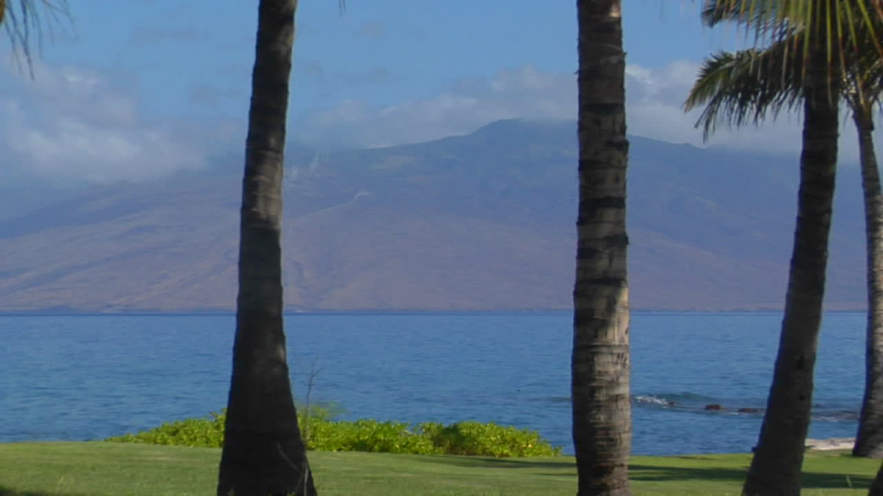 야자수를 가로지르는 팬과 하와이의 아름다운 만