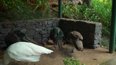 las imágenes fueron filmadas en madeira, portugal, en el jardín tropical de monte palace.