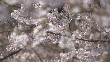 white cherry blossom blowing in wind