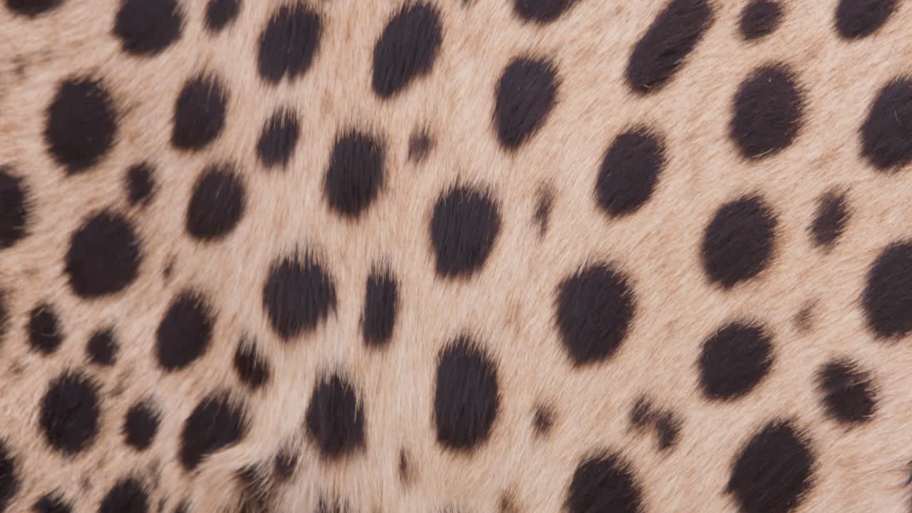 Extreme close up tilt shot of a cheetah's body while it feeds