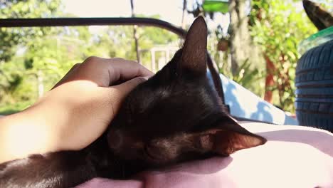 candid relaxing moment of a pet black kitten getting a loving petting during a calm summer afternoon, pov shot