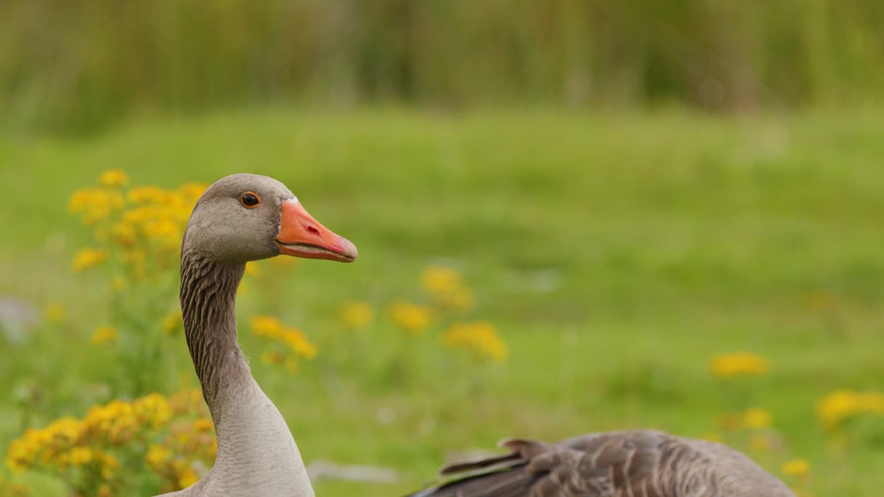 Greylag goose remains stationary, head turning slightly, in bright daylight among yellow wildflowers