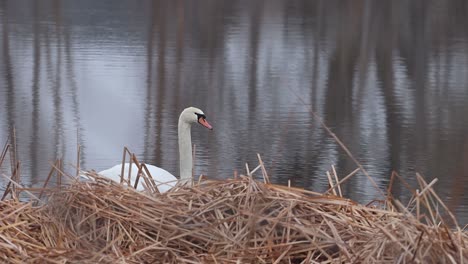 A-swan-sits-cool-as-he-contemplates-the-meaning-of-this-video