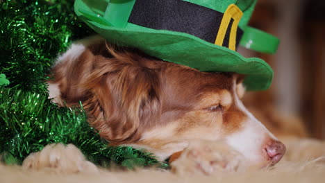 Dog-Dressed-For-St-Patrick\'s-Day-02