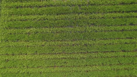 Volando-Sobre-Campos-De-Arroz-En-América-Del-Sur