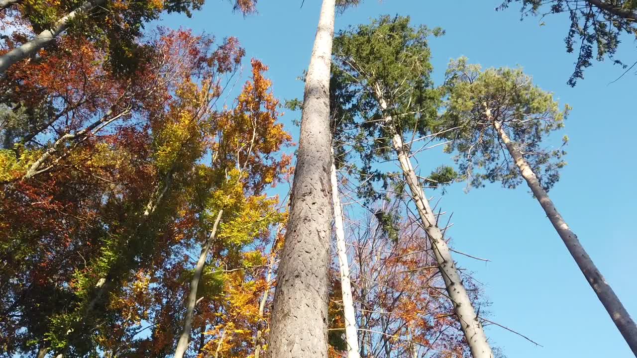 파란 하늘을 배경으로 하는 다채로운 높은 나무의 가을 장면