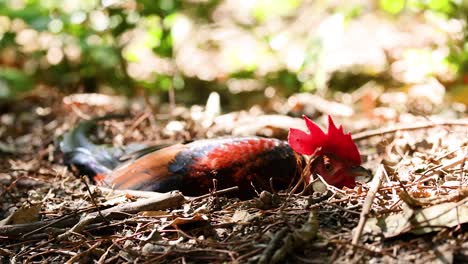 un gallo se relaja en el suelo del bosque