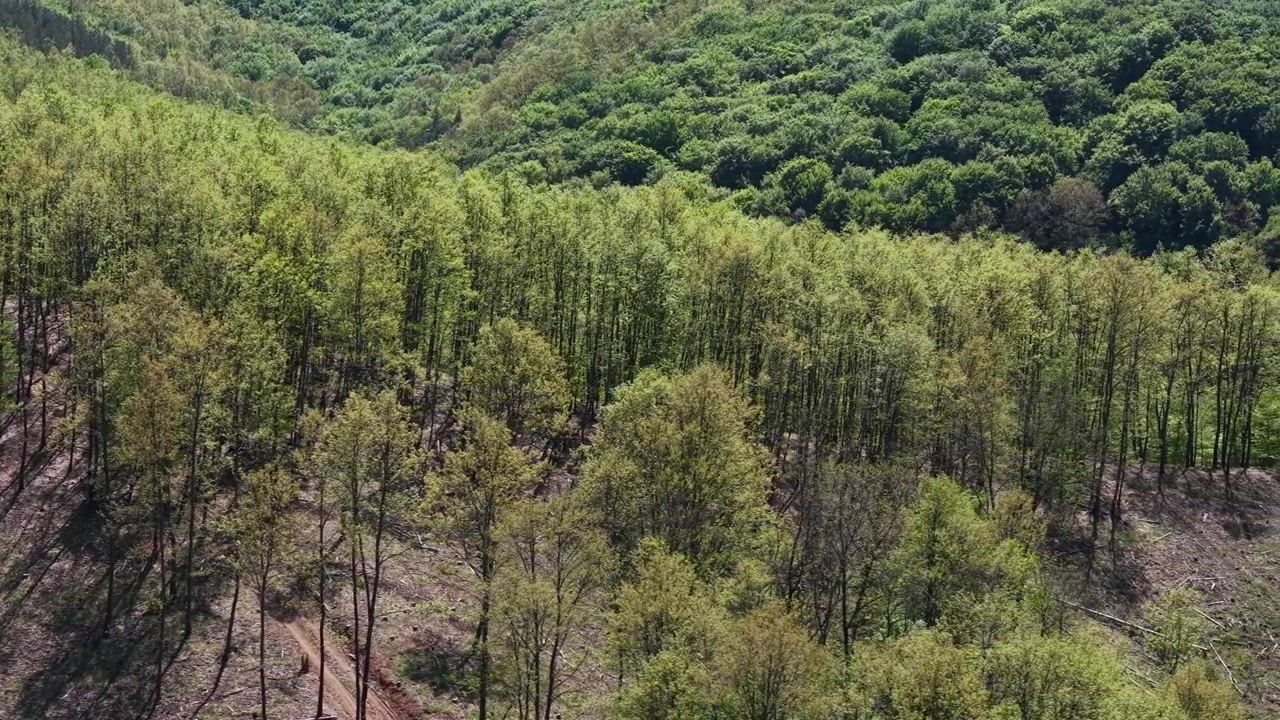 Uma perspectiva aérea captura uma floresta densa de árvores decíduas cobrindo uma encosta íngreme, exibindo folhagem verde vibrante e sombras.
