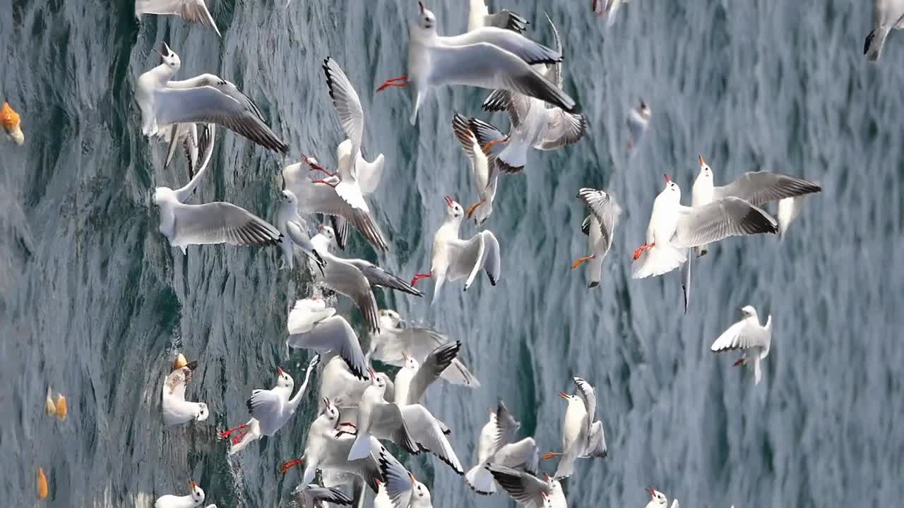 바다 위 를 날아다니는 해파리 무리