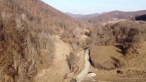 tree-aerial-view-of-a-forest