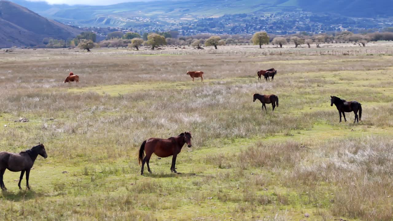 movimiento aéreo de aproximación de caballos descansando antes de las montañas, tafí del valle, tucumán, argentina
