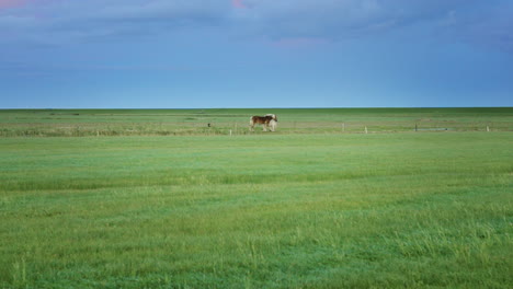 two horse buddies in a large field