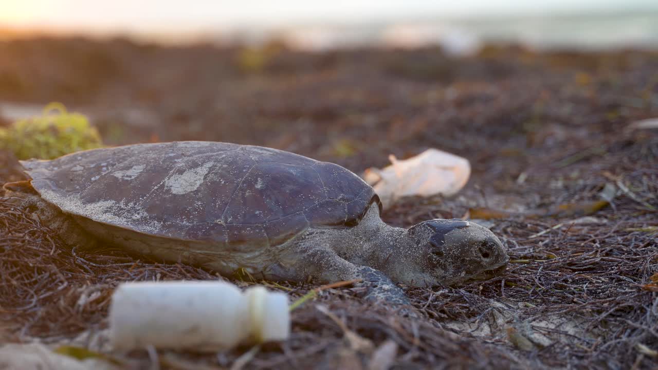 Extreme closeup of sea turtle with blowing trash on the beach