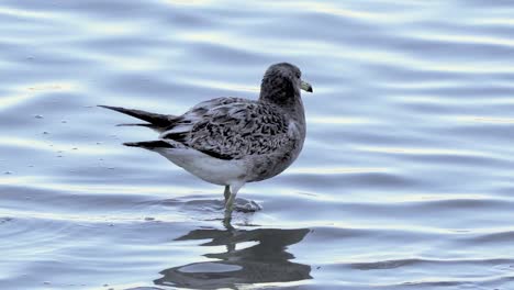 primer plano de una gaviota de olrog joven caminando en el mar