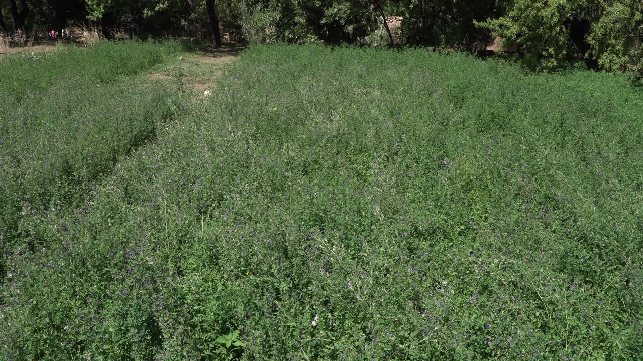 A field with abundant growth that will be ready soon for harvest. You can see some insects moving through it