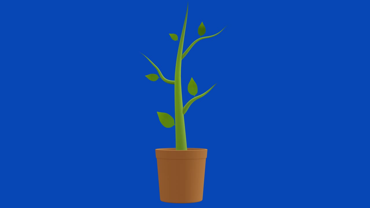 Plant Growth blue screen animation