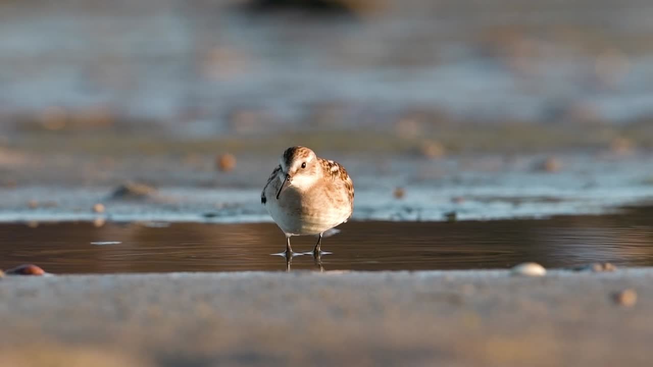 Small Bird Feeding in a Shallow Puddle