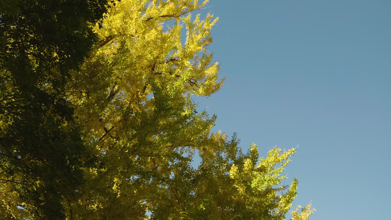 가을의 색을 반영한 파란 하늘을 배경으로 노란색 진코 나무 위를 내려다 볼 수 있습니다.