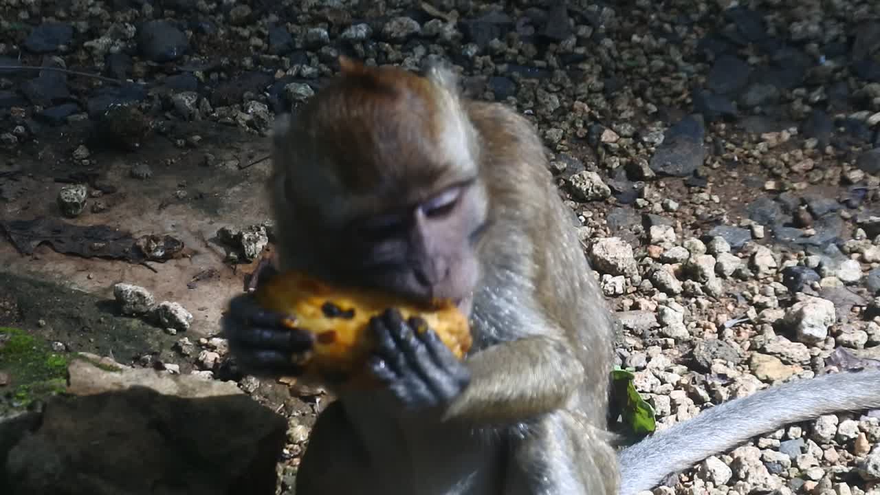 Close up of mammals HD video. primate life while eating fruit. Monkey eat yellow mango fruit at sacred terawang cave in Blora, central java, Indonesia.