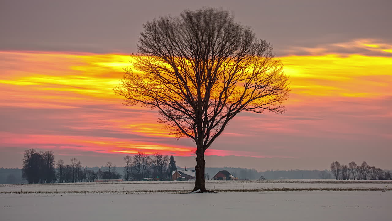 눈으로  ⁇ 인 초원에서 외로운 나무 뒤에 아름다운 오렌지 색의 해가 뜨고