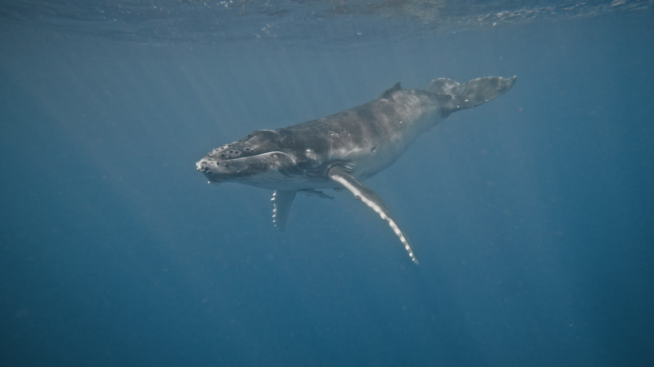 고래는 서서히 바다 표면으로 올라오고, 회색 반사체는 배에 레모라와 함께 닫힌다.