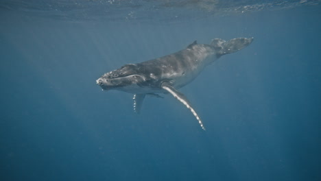 la ballena jorobada se eleva lentamente a la superficie del océano, el reflejo gris se cierra con remoras en el vientre