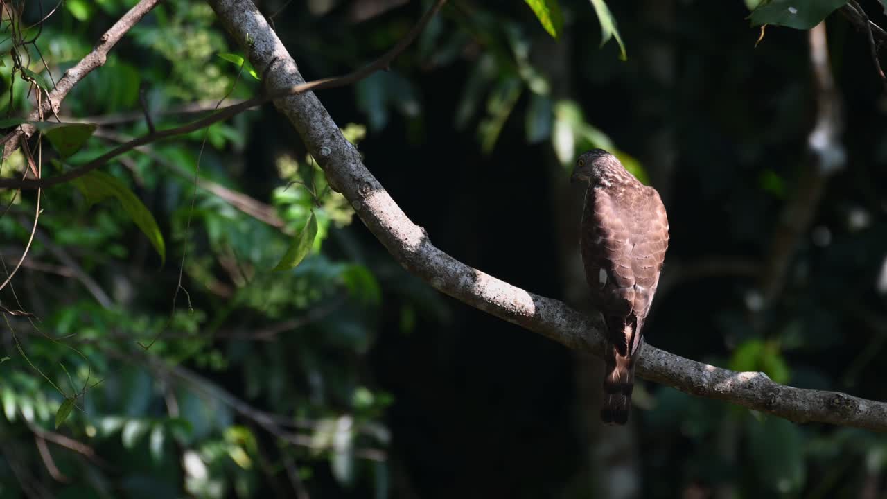 shikra, accipiter badius, parque nacional khao yai, tailandia