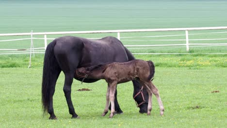 black kladrubian horse, mare with foal