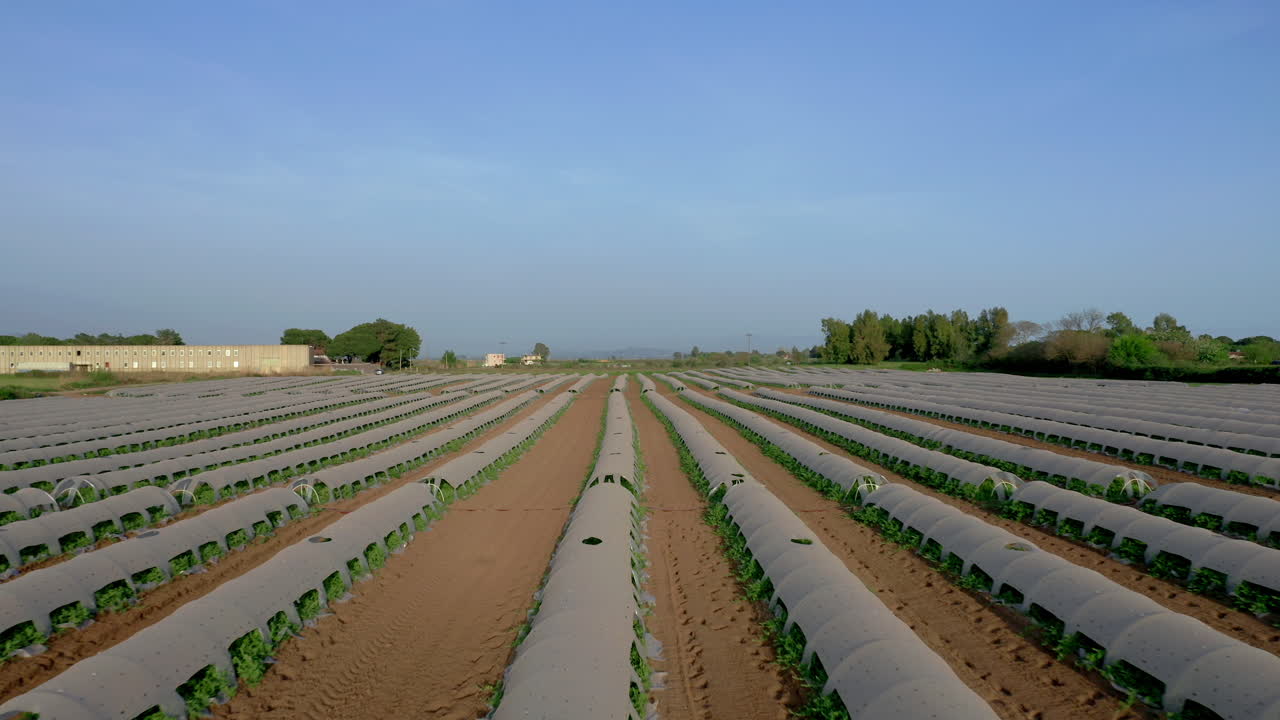 aéreo: volando lentamente bajo sobre invernaderos cubiertos con película transparente durante el día soleado