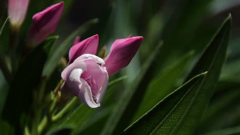 close-up of pink dwarf oleander buds and bloom opening