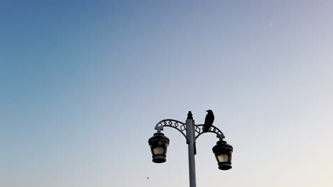 black crow sitting on a street lamp in sunset with the blue sky