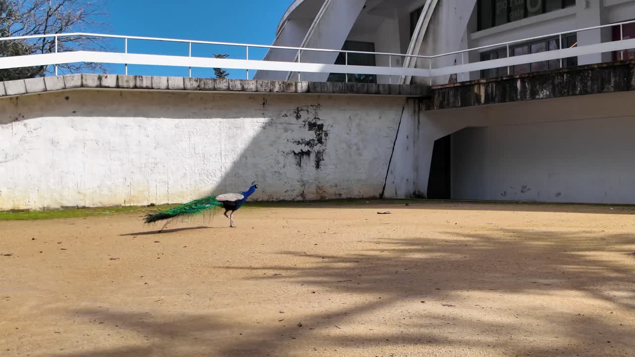 Peacock displays feathers near modern building in Porto park