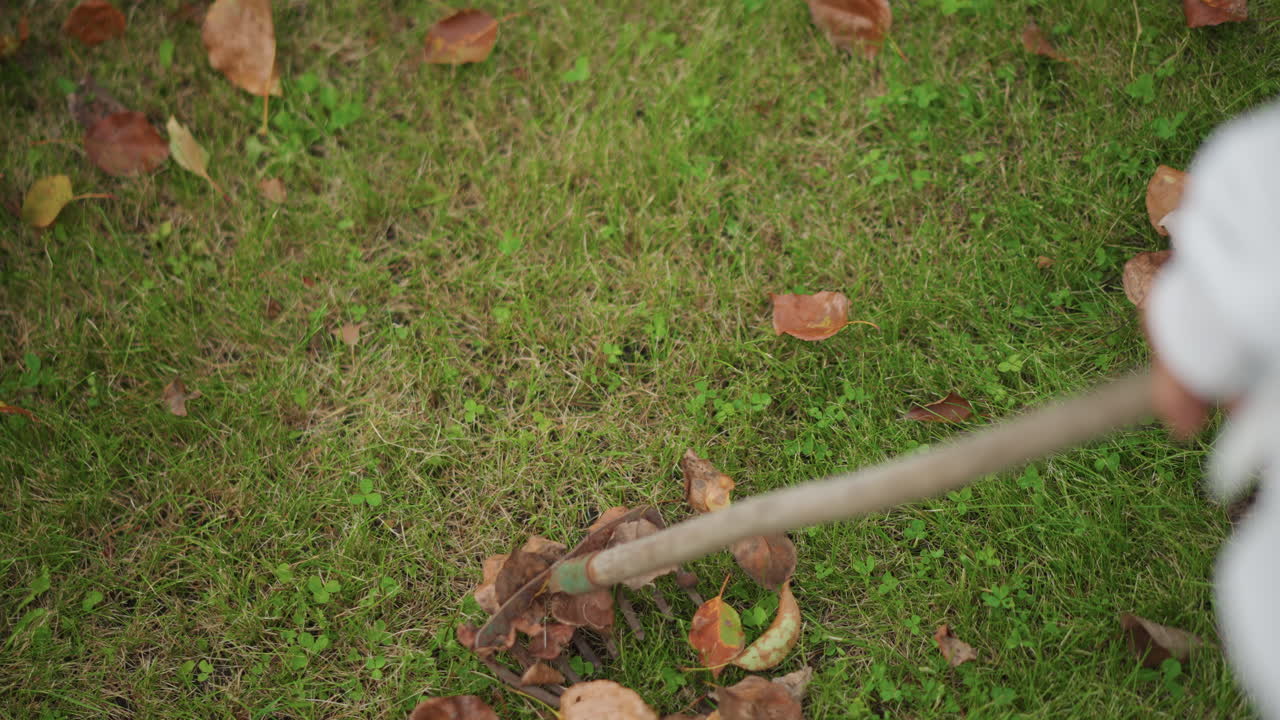 Topdown view leaf pile on grass, landscaper in white sweatshirt and jeans using woodenhandle rake to gather brown leaves, rhythmic sweeping motion, tidy lawn, casual weekend maintenance, crisp light