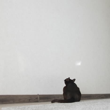 cat playing at home