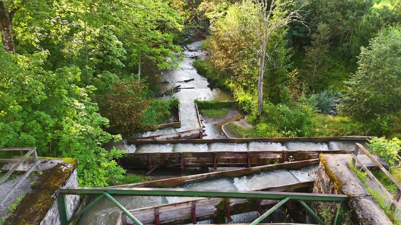 Un drone rivela un percorso per la risalita dei salmoni a monte di una diga nella foresta della Lettonia, Europa orientale