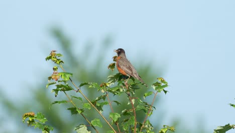 an american robin perched on the top of a tree in the summer sun