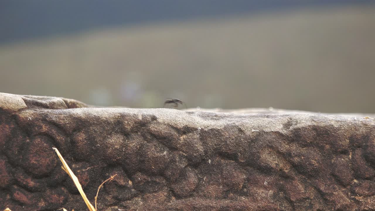 Close Exterior Shot of Ants on a Stone Sculpture