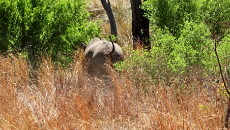 endangered black rhino with majestic horn running off into bush, telephoto