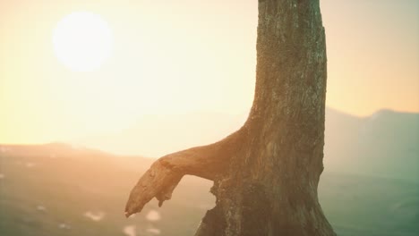 old-tree-stump-trunk-on-the-hill-at-sunset