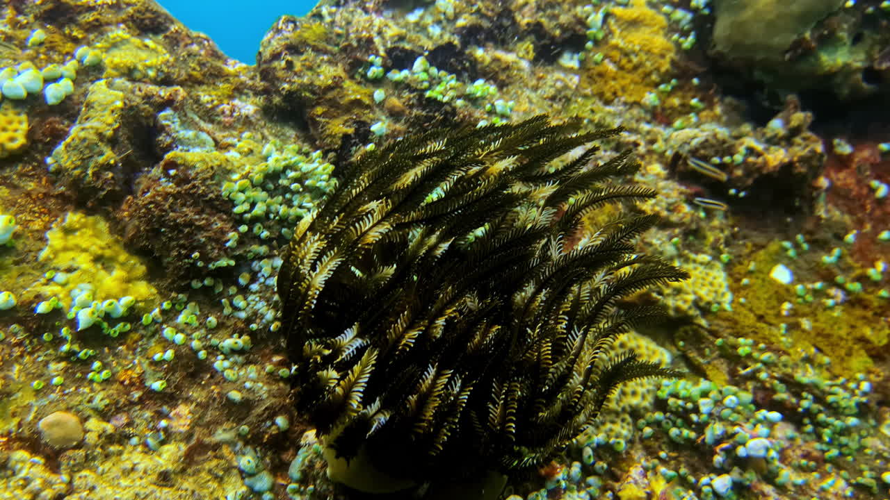A detailed macro shot captures a black and yellow Crinoid, or feather star, clinging to a colorful coral reef and Lined Butterflyfish swimming in the clear blue ocean just above in Bali, Indonesia