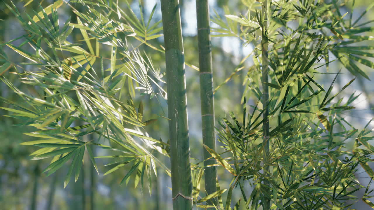 un primer plano del bosque de bambú verde