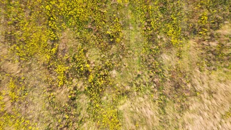 golden yellow flowers on plantation field