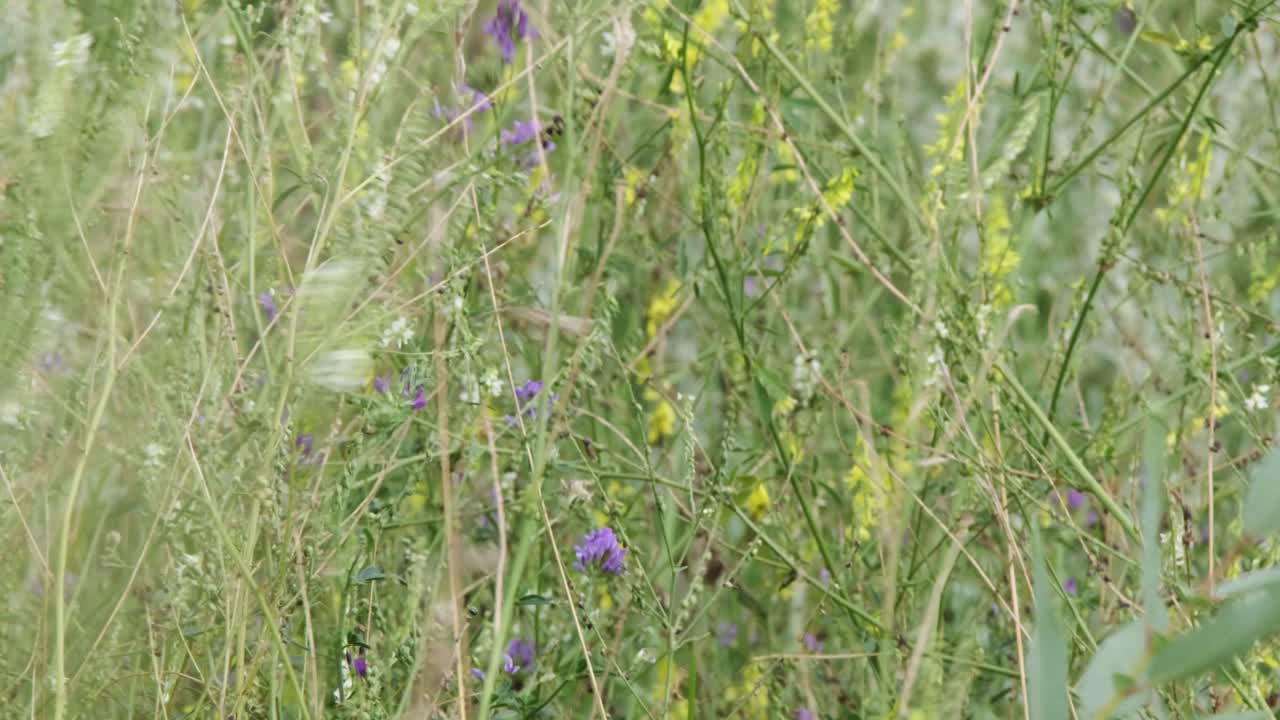 textura de patrón de flores de lavanda y trébol en pradera colorida
