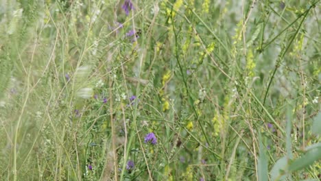 Pattern-texture-of-lavender-and-clover-flowers-in-colorful-meadow