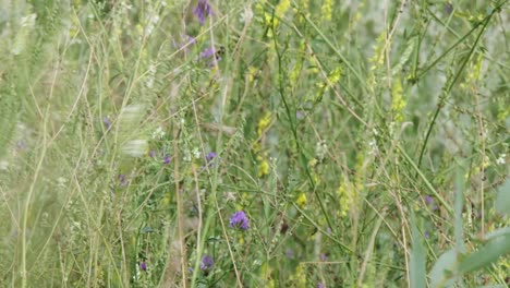 textura de patrón de flores de lavanda y trébol en pradera colorida