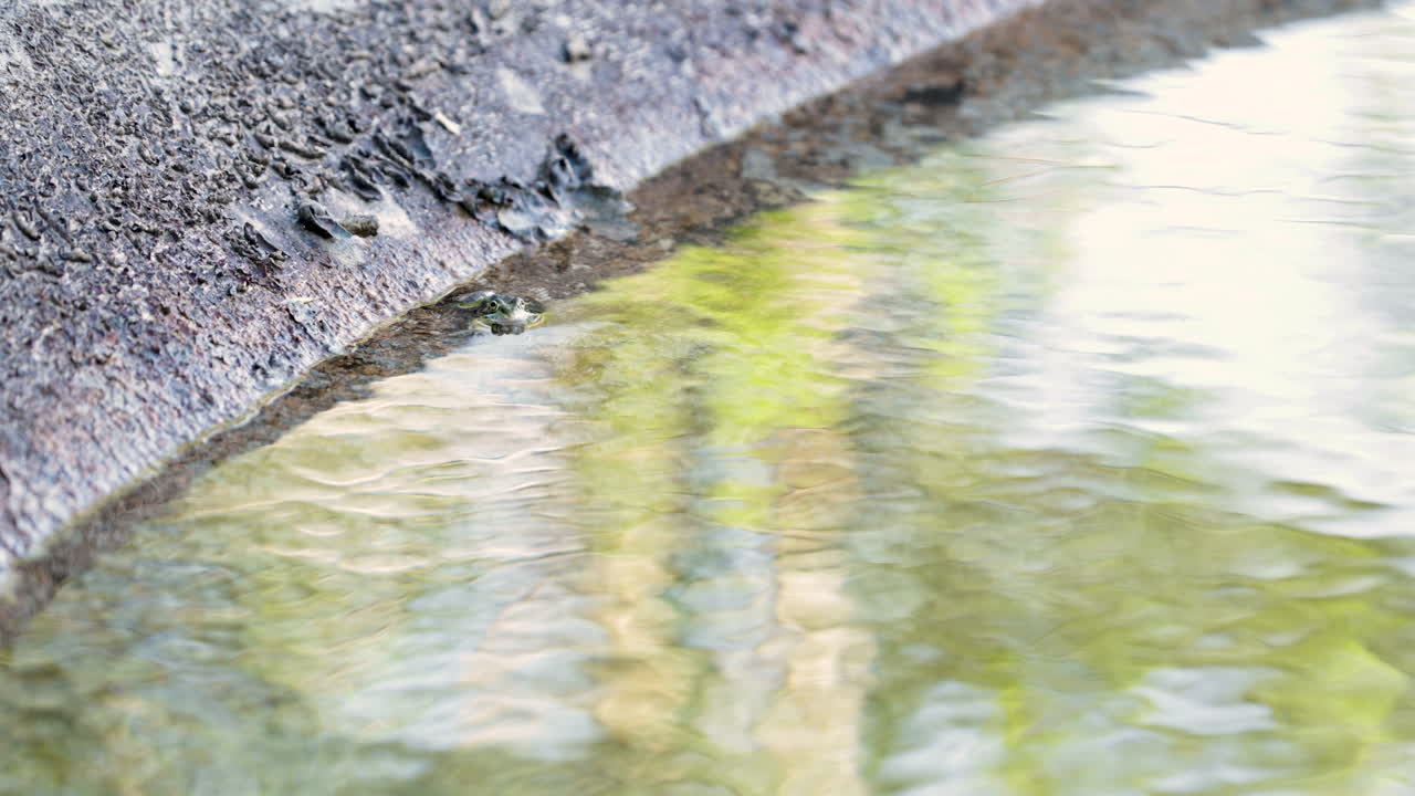 맑은 물 속의 개구리가 갑자기 느린 동작으로 점프합니다 - 높은 각도 샷