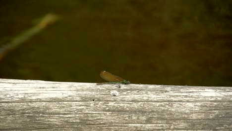 a dragonfly sticking on the wood 4k fs700 odyssey 7q