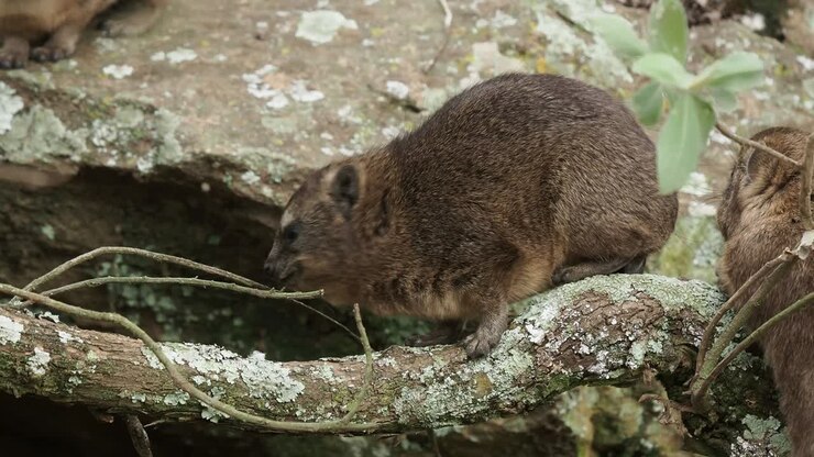 Rock Hyrax - Procavia capensis also dassie, Cape hyrax, rock rabbit and coney, medium-sized terrestrial mammal native to Africa and the Middle East, order Hyracoidea genus Procavia.