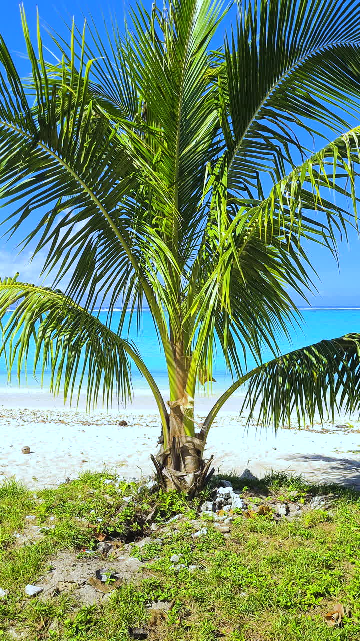 French Polynesia. Vertical View of Palm Tree and Empty Tropical Beach, White Sand and Turquoise Sea