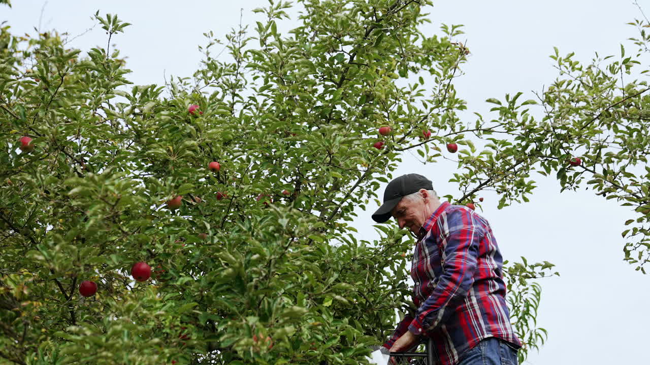 Old farmer wearing red and blue checkered shirt and cap gathers apples. Man stands high on the ladder picking fruit.